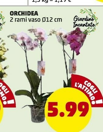 PENNY Orchidea 2 Rami offerta