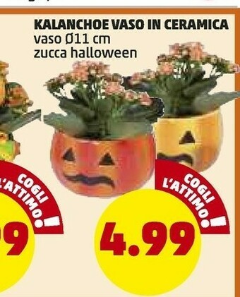 PENNY Kalanchoe Vaso In Ceramica offerta