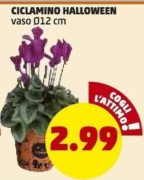 PENNY Ciclamino Halloween Vaso offerta