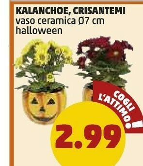 PENNY Kalanchoe Vaso Ceramica offerta
