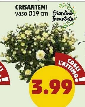 PENNY Crisantemi Vaso 19 Cm offerta