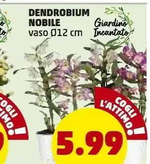 PENNY Dendrobium Nobile Vaso 12 Cm offerta