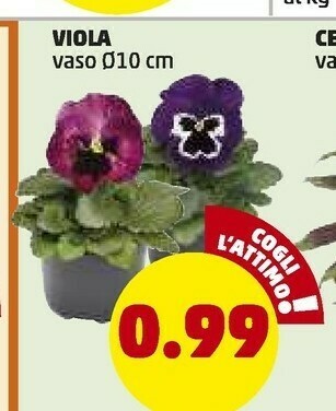 PENNY Viola Vaso offerta