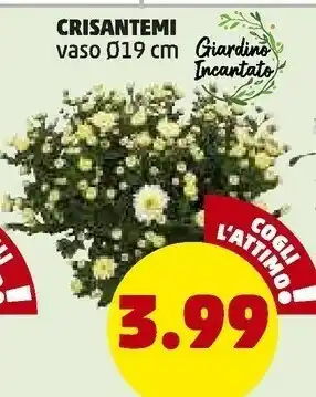 Crisantemi Vaso 19 Cm
