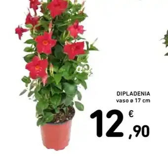 Spazio Conad DIPLADENIA vaso Ø 17 cm offerta