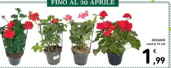Spazio Conad GERANIO vaso ø 14 cm offerta