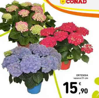 Spazio Conad ORTENSIA vaso ø 21 cm offerta