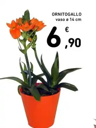 Spazio Conad ORNITOGALLO vaso ø 14 cm offerta