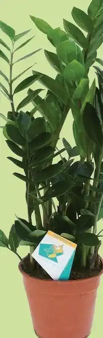 Zamioculcas