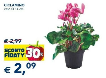 Esselunga Piante offerta