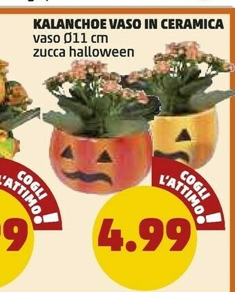 PENNY Kalanchoe Vaso In Ceramica offerta