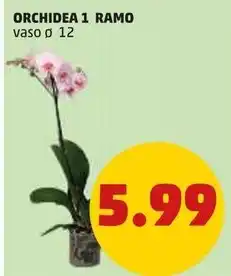 PENNY ORCHIDEA 1 RAMO vaso ø 12 offerta