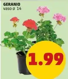 PENNY GERANIO vaso ø 14 offerta