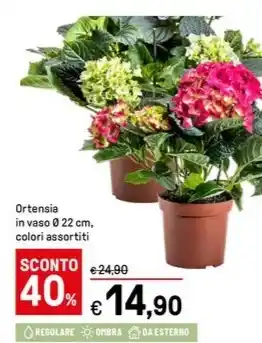 Ortensia