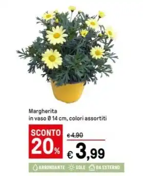 Iper La Grande Margherita offerta