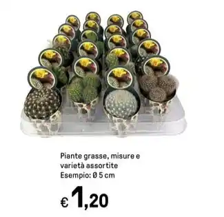 Iper La Grande Piante grasse offerta