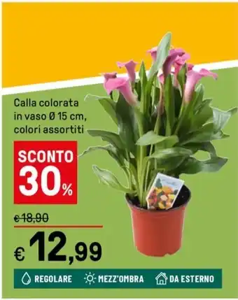 Iper La Grande Calla colorata in vaso 0 15 cm, colori assortiti offerta