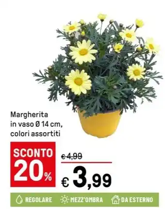 Iper La Grande Margherita offerta