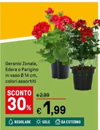 Geranio Zonale, Edera o Parigino