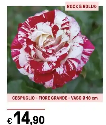 CESPUGLIO - FIORE GRANDE