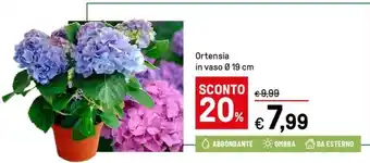 Iper La Grande Ortensia in vaso 19 cm offerta
