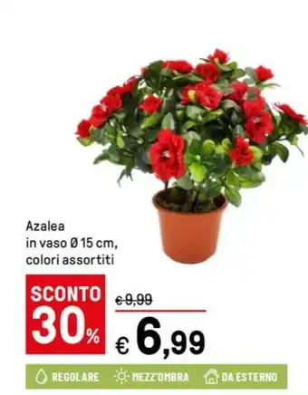 Iper La Grande Azalea offerta