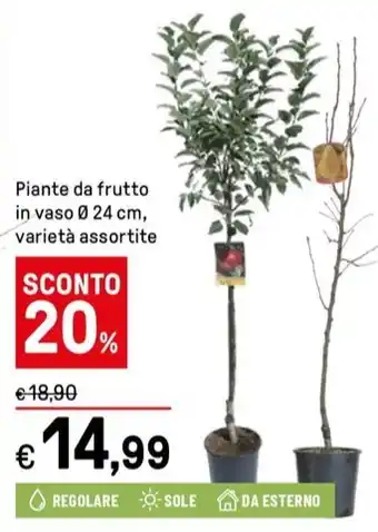 Iper La Grande Piante da frutto in vaso 24 cm, varietà assortite offerta