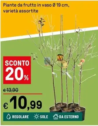 Piante da frutto in vaso 0 19 cm, varietà assortite