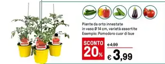 Iper La Grande Piante da orto innestate offerta