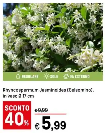 Rhyncospermum Jasminoides (Gelsomino)