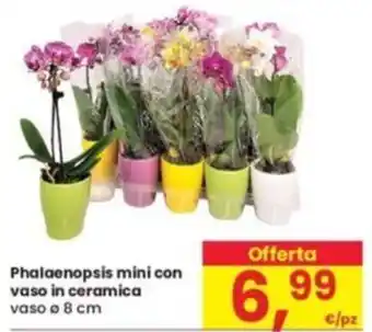 Eurospar Phalaenopsis mini con vaso in ceramica vaso 8 cm offerta