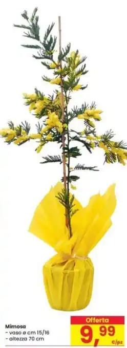 Eurospar Mimosa - vaso o cm 15/16 offerta