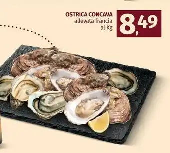 Ostrica Concava Allevata Francia