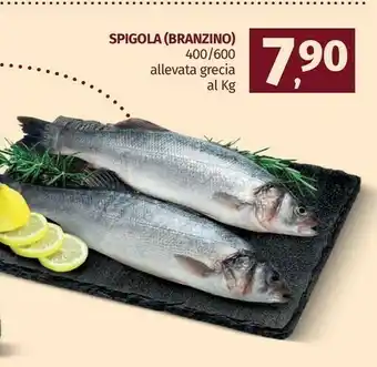 Spigola Alevata Grecia