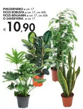 Bennet PHILODENDRO ø cm 17 FICUS ROBUSTA ø cm 17, cm 60h FICUS BENJAMIN ø cm 17, cm 60h O SANSEVERIA ø cm 17 offerta