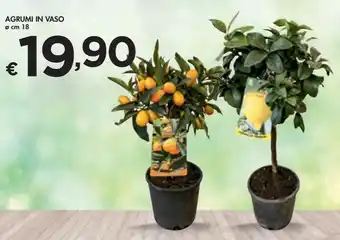 Bennet AGRUMI IN VASO ø cm 18 offerta