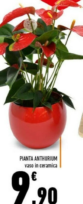 Conad Superstore Piante Anthurium offerta