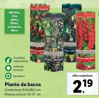 Lidl Piante da bacca offerta