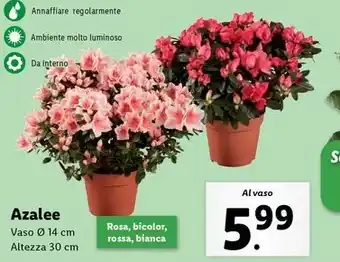 Azalee
