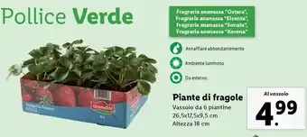 Lidl Piante di fragole offerta