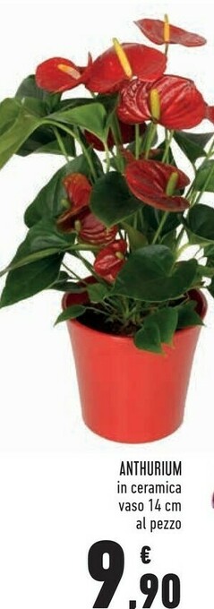 Conad Anthurium In Ceramica offerta