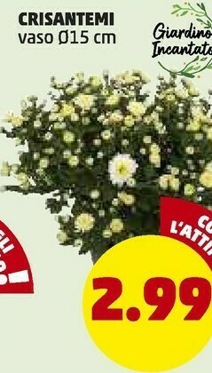 PENNY Crisantemi offerta