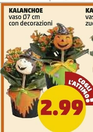 PENNY Kalanchoe vaso offerta