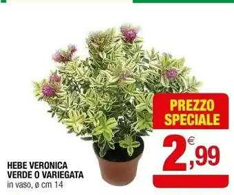 Iperal Hebe veronica verde o variegata in vaso offerta