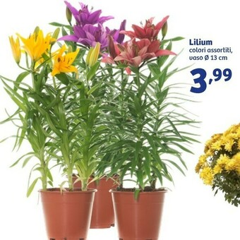 In'S Mercato Lilium offerta