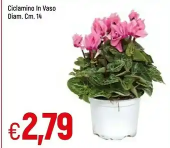 Famila Superstore Ciclamino in vaso offerta