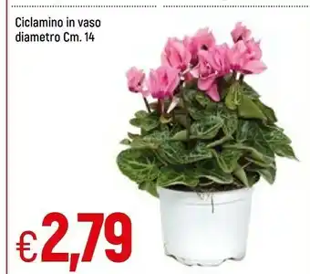 Ciclamino in vaso