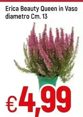 Galassia Erica beauty qeen in vaso offerta