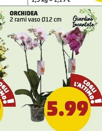 PENNY Orchidea 2 rami offerta