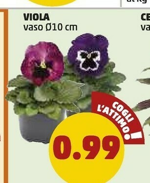 Viola vaso
